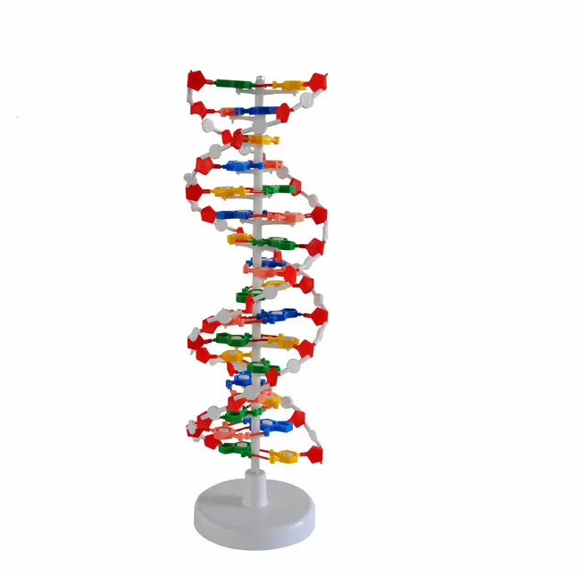 La biología de ADN genético de la estructura de doble hélice de ADN modelo de estructura