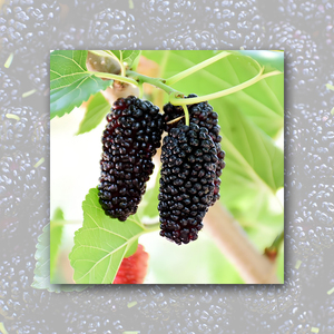 100% organik bebas gula jus murbei konsentrat bubuk murbei beku dalam kemasan botol - Product Image 4