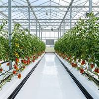 Agrarische onkruidbestrijding insectenpreventie hitte- en vochtwerende PE zwart-zilveren dubbelkleurige plastic mulchfolie