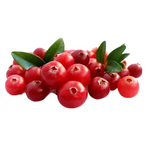 Kualitas organik kaya rasa buah Lingonberry segar Ideal untuk pabrik dan grosir beku Lingonberri