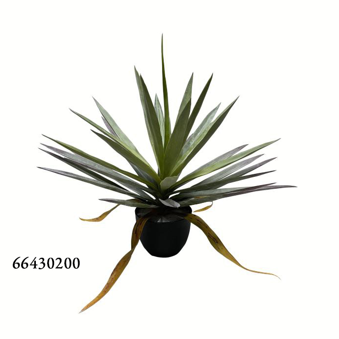 Verde50cm