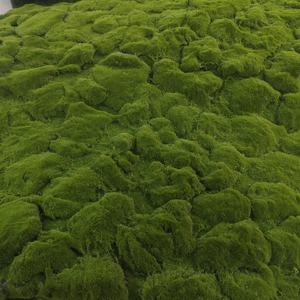 Tappeto in erba sintetica per interni/esterni - Product Image 2