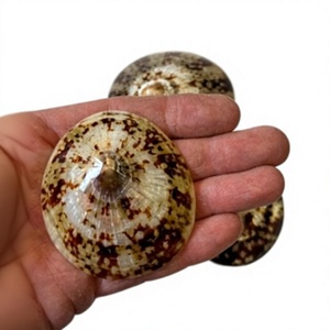 Conchas de Limpet Naturales Pulimentadas, Ecológicas, Suministro al por Mayor para Decoración de Acuarios, Temática de Playa, Proyectos de Manualidades - Product Image 2