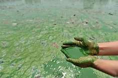 Bateau automatique d'élimination des algues pour lac et rivière, <span class=keywords><strong>skimmer</strong></span> de récolte des algues bleu-vert, écologique - Product Image 3