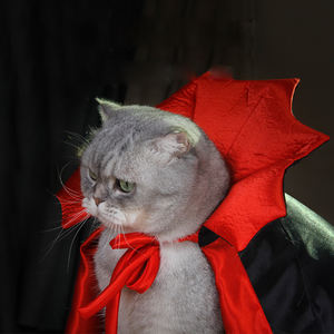 Disfraz Festivo para Mascotas, Disfraz de Cosplay para Gatos y Perros, Ropa Genial para Fiestas - Product Image 6