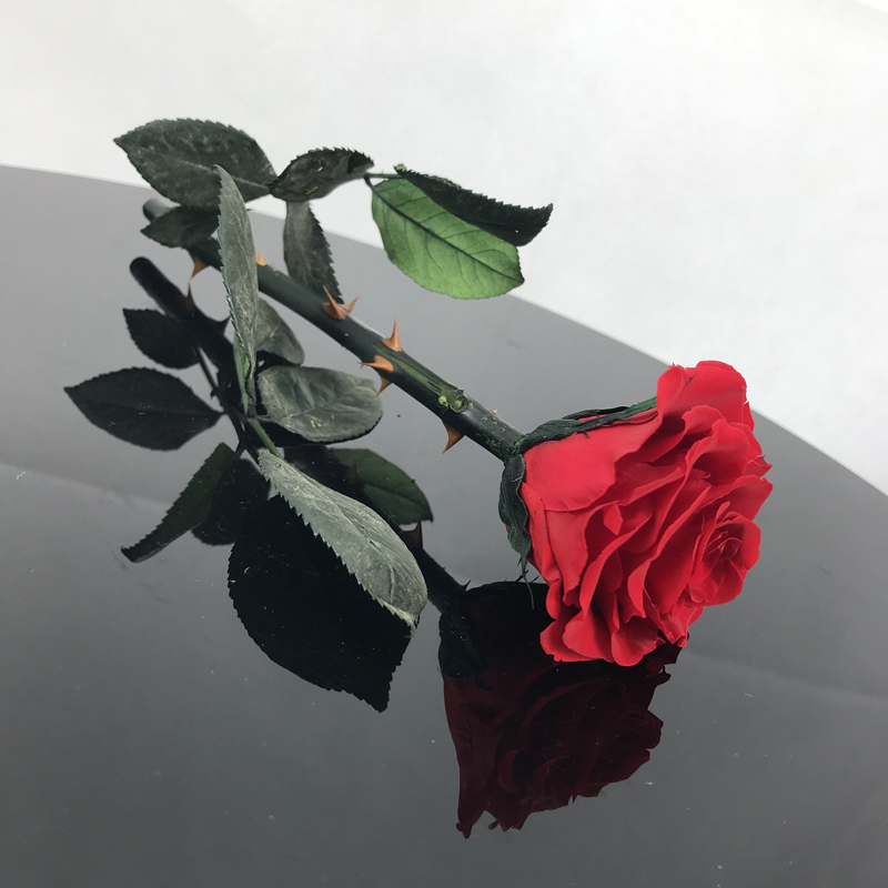 Rosa roja preservada