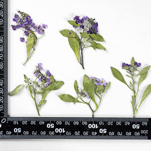 Résine époxy pour Scrapbooking, gaufrage fait à la main, fausse plante naturelle, fleur écologique à pression - Product Image 6