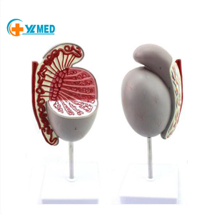 Testicoli umani in PVC ecologico CE/ISO - Product Image 1