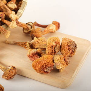 थोक जी गीत उच्च गुणवत्ता वाले सूखे हिमटसुले मशरूम प्राकृतिक कार्बनिक मशरूम एजिरकस ब्लेजी भित्ति चित्र - Product Image 5