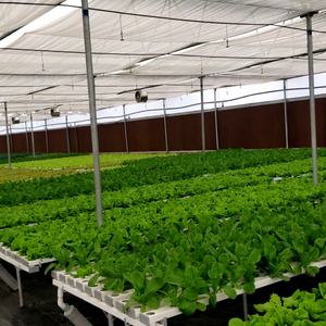 Hydroponic Greenhouse Lettuce Grow System With White PVC Pipes And Raised Beds For Indoor Farming - Product Image 6