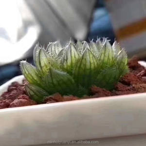 Commercio all'ingrosso di <span class=keywords><strong>piante</strong></span> succulente da interno <span class=keywords><strong>piante</strong></span> ornamentali <span class=keywords><strong>Haworthia</strong></span> - Product Image 4