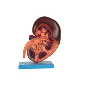 GD/A14005 Kidney and Adrenal Gland Medical Anatomical Model