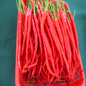 Pimiento rojo seco largo <span class=keywords><strong>de</strong></span> <span class=keywords><strong>cayena</strong></span> Erjingtiao <span class=keywords><strong>Chile</strong></span> Erjingtiao - Product Image 3