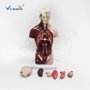 Modèle de torse en 7 parties de 26 cm, affichant les structures des organes internes ; équipement de formation en anatomie pour les écoles de médecine. - Product Image 1