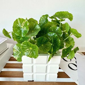 Queyiyi Flowers Artificial Pennywort <b>Plant</b> <b>30cm</b>-100cm Green <b>Indoor</b> Desk Decor Bonsai Style <b>Potted</b> <b>Plant</b> Ornament - Product Image 1
