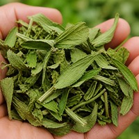 Thé aux feuilles de stévia naturelles séchées 500g en vrac, édulcorant sans sucre en feuilles pour une boisson saine
