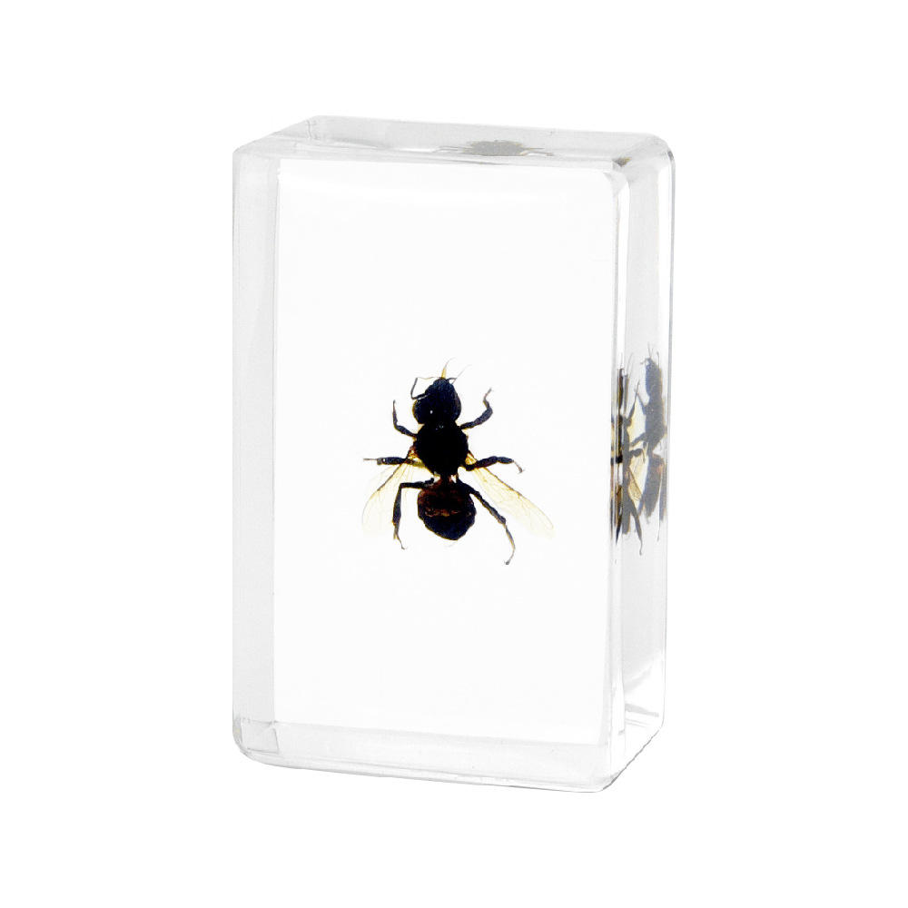 Petite abeille italienne de 45 cm