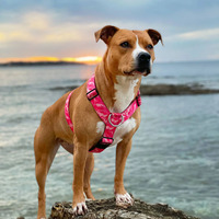 Arnés Táctico para Perro de Alta Resistencia, Colores Personalizables por el Fabricante, Forro de Silicona Sólida, Hebilla de Liberación Rápida, Neopreno