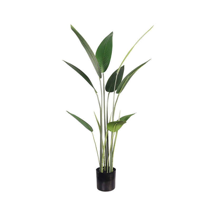 1.1M Bird of Paradise