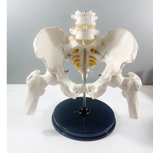 Modelo Anatómico Articulado <span class=keywords><strong>de</strong></span> <span class=keywords><strong>Huesos</strong></span> Sacrales y Pélvicos Masculinos, Escala 1:1, MAC-YJ72, PVC, Desmontable - Product Image 3