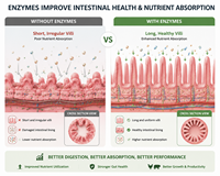 Additif alimentaire premium pour bovins marbrés avec Aspergillus Oryzae et multi-enzymes |   Solution de finition haute performance