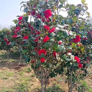 Camellia sinensis(L.)O.Kuntze, magnifiques plantes ornementales, semis, décoration pour la maison et l'hôtel, arbre à fleurs de camélia avec pot - Product Image 3