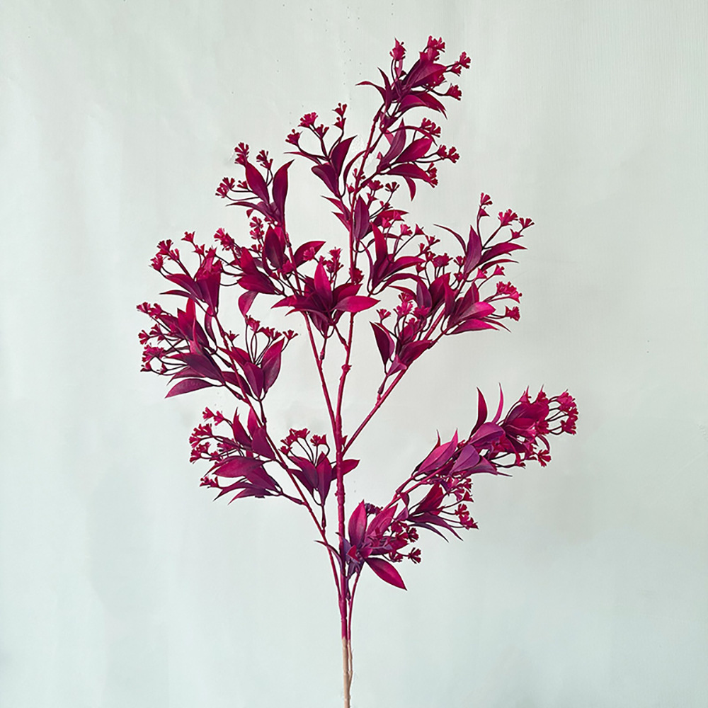 Mei Yi Mimosa pudica Rose Rouge