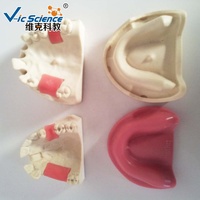 Modelo de Dientes Humanos para Entrenamiento en Implantes Dentales, Modelo de Anatomía de Mandíbula y Dientes de PVC para Estudiantes de Odontología, CE/ISO/ROHS/CNAS