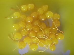 Cerises rouges en conserve de qualité supérieure dans un sirop épais 680g 720ml Durée de conservation de 3 ans pour les desserts et la pâtisserie OEM/ODM - Product Image 5