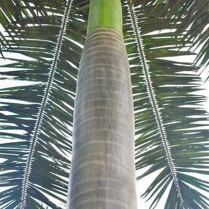 Árbol de coco artificial grande al aire libre para el parque temático de la boda y el adorno del jardín del paisaje del parque de atracciones - Product Image 5
