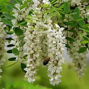 100% chinês puro natural amadurecido acácia mel com cor branca e fragrância floral embalado em garrafas ou tambores