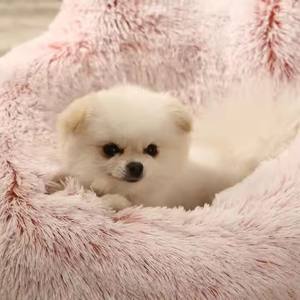 Поставщик, Высококачественная мягкая пушистая кровать для кошек, плюшевая коричневая Белая Подушка для домашних животных, круглая моющаяся кровать для кошек и собак на заказ - Product Image 5