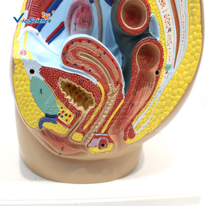 Modelo de enseñanza médica: Modelo de inguinalidad femenina; Modelo de anatomía inguinal - Product Image 4