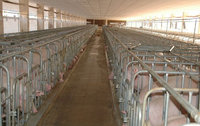 Conception de bâtiment d'élevage porcin préfabriqué en structure métallique pour l'élevage de porcs