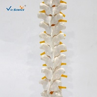 Modelo de Columna Torácica de 12 Segmentos con Discos Intervertebrales y Nervios para Entrenamiento de Anatomía Médica, con Certificaciones CE/ISO/ROHS/CNAS