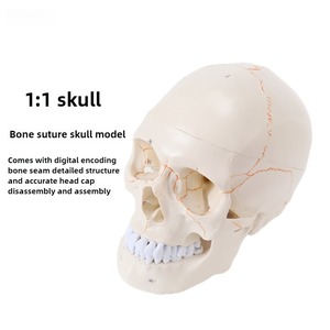 Natural-Size Anatomical Skull Model for Medical Science Human Anatomy Specimen with <strong>Removable</strong> <strong>Suture</strong> - Product Image 3