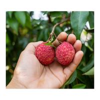 Zoete Biologische Premium Verse Lychee uit Vietnam 10 kg/doos Verpakt voor Europese, Midden-Oosterse en Aziatische importeurs