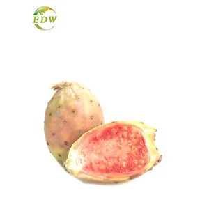 Rosa Roxburghii Bubuk VC Buah dan Sayuran Bubuk Larut Air Vitamin C Food Grade Rosa Roxburghii Cili Ekstrak Buah