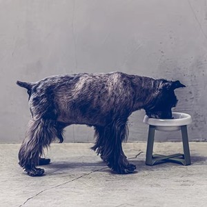 Top Selling Cat <b>Dog</b> Feeder <b>Bowl</b> Elevated <b>Stand</b> Durable Ceramic Exclusive Eating Design Stylish Raised <b>Dog</b> Food Supply Pet - Product Image 6