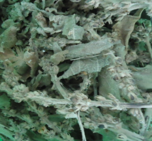 الطب الصيني من أوراق المولين المجففة الطبيعية الخام النقي - Product Image 4