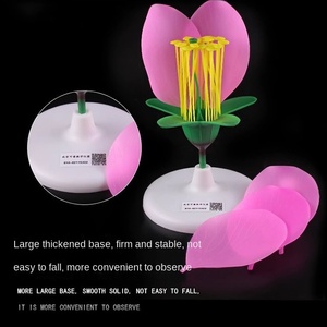 نموذج تشريحي مكبر لأجزاء داخلية للزهور: أسدية، بتلات، زهرة عباد الشمس، زهرة التفاح، زهرة اللفت، مصنوع من البلاستيك - Product Image 6