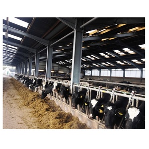 Cobertizo de vaca de acero ligero prefabricado de China para edificios de estructura de acero de diseño Industrial de bajo costo de Casa de <span class=keywords><strong>apartamentos</strong></span> de granja - Product Image 3