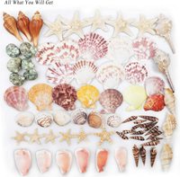 Coquillages de plage mixtes coquillages de différentes tailles coquillages naturels et 2 types d'étoiles de mer naturelles pour décor de fête sur le thème de la plage