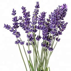 Exportador a granel de aceite esencial de lavanda puro a granel - Product Image 1