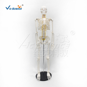 Modelo Anatómico de PVC de 85 cm del <span class=keywords><strong>Sistema</strong></span> Esquelético con Nervios y Discos Intervertebrales para la Enseñanza de Ciencias Médicas - Product Image 6