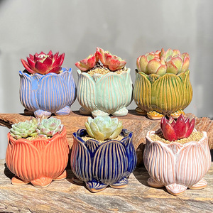 Macetas de Cerámica Transpirables de Cerámica Gruesa para <span class=keywords><strong>Suculentas</strong></span>, de Calibre Mediano <span class=keywords><strong>y</strong></span> Pequeño, para Lithops, <span class=keywords><strong>Suculentas</strong></span> Maduras <span class=keywords><strong>y</strong></span> Echeveria Ice Green - Product Image 2
