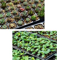 Lot de 10 plateaux de semis épaissis à 72 cellules-Plateaux de germination de jardinage en plastique sans BPA