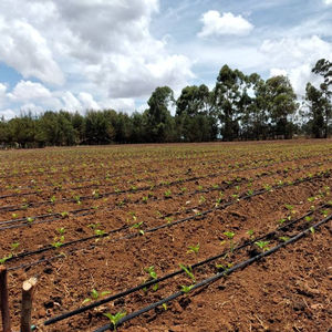 Système d'arrosage au <span class=keywords><strong>goutte</strong></span>-<span class=keywords><strong>à</strong></span>-<span class=keywords><strong>goutte</strong></span>, ruban plat, de 25 m 0.4mm, vente en gros - Product Image 1