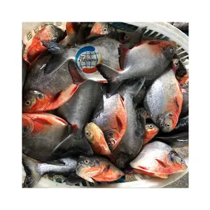 Deniz ürünleri balık dondurulmuş kırmızı Pomfret kırmızı pacu