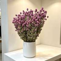 Fleur de Gomphrena Globosa Préservée de Qualité Supérieure, Naturelle et Longue Durée, pour Remplissage de Boîtes Cadeaux – Vente en Gros Direct Usine